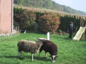 schafe im garten.jpg